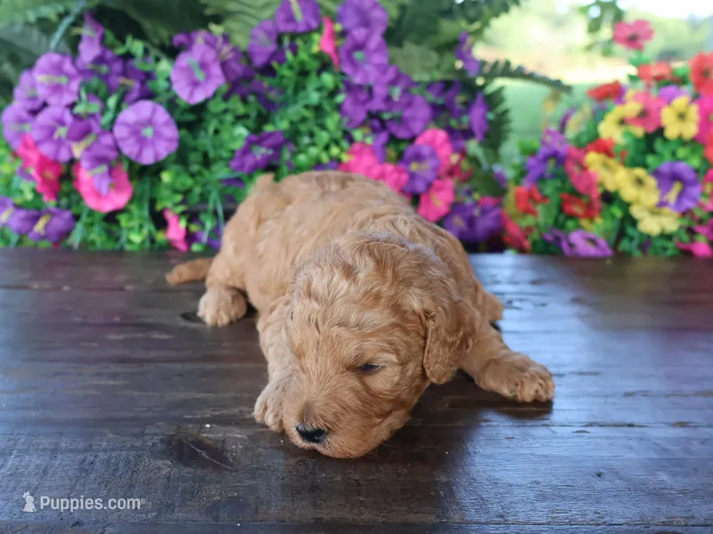 Sweet Harper – Miniature Goldendoodle puppy for sale in Girard, KS
