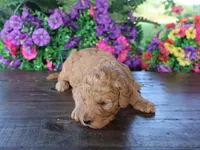 Sweet Harper, a male Miniature Goldendoodle for sale in Girard, KS – 1 of 3
