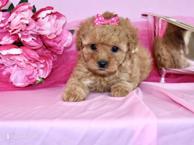 Sofie – Poodle - Toy  puppy for sale in Girard, KS