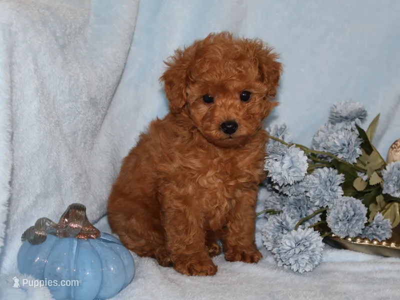 Bingo  – Poodle - Toy  puppy for sale in Girard, KS