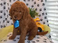 Mini levi, a male Miniature Goldendoodle for sale in Girard, KS – Photo 2 of 6