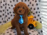 Mini levi, a male Miniature Goldendoodle for sale in Girard, KS – Photo 4 of 6