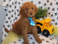 Mini levi, a male Miniature Goldendoodle for sale in Girard, KS – Photo 5 of 6