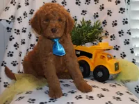 Mini levi, a male Miniature Goldendoodle for sale in Girard, KS – Photo 3 of 6