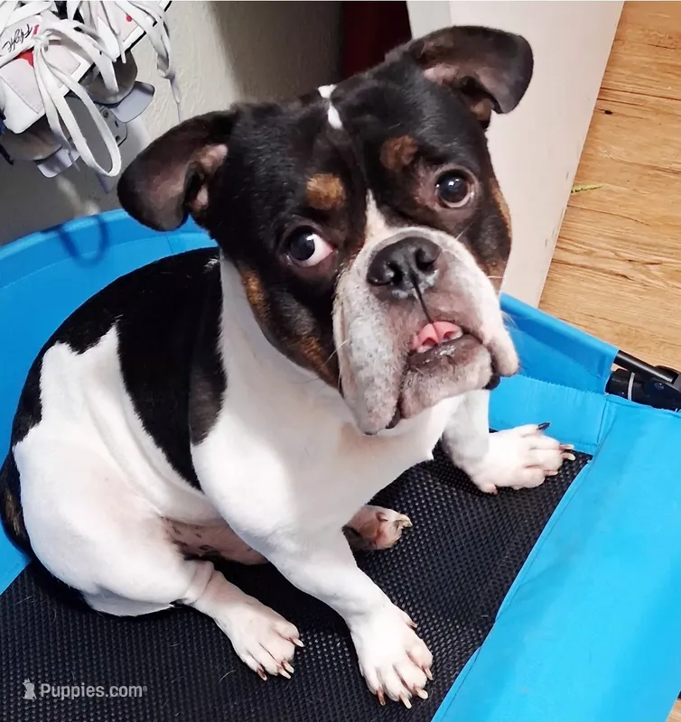 Yoda – English Bulldog puppy for sale in Arlington, TX