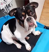 Yoda, a male English Bulldog for sale in Arlington, TX – 1 of 1