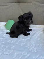 Dahlia, a female Miniature Schnauzer for sale in Red Boiling Springs, TN – 9 of 10