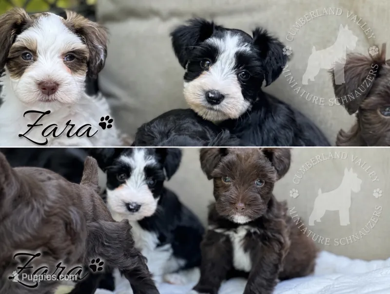 Zara – Miniature Schnauzer puppy for sale in Red Boiling Springs, TN