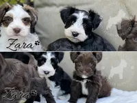 Zara, a female Miniature Schnauzer for sale in Red Boiling Springs, TN – 1 of 10