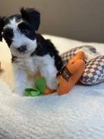 Zara, a female Miniature Schnauzer for sale in Red Boiling Springs, TN – 6 of 10