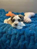Celeste, a female Miniature Schnauzer for sale in Red Boiling Springs, TN – 7 of 10