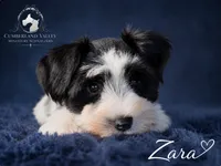 Zara, a female Miniature Schnauzer for sale in Red Boiling Springs, TN – 6 of 9