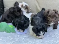 Seraphina, a female Miniature Schnauzer for sale in Red Boiling Springs, TN – 10 of 10