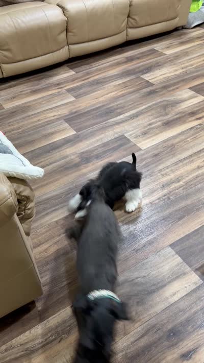 Zara, a female Miniature Schnauzer for sale in Red Boiling Springs, TN – 10 of 10