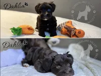 Dahlia, a female Miniature Schnauzer for sale in Red Boiling Springs, TN – 1 of 10