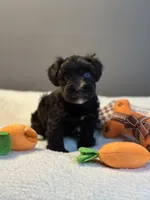 Dahlia, a female Miniature Schnauzer for sale in Red Boiling Springs, TN – 6 of 10