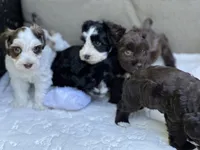 Zara, a female Miniature Schnauzer for sale in Red Boiling Springs, TN – 9 of 10