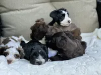 Ebony, a female Miniature Schnauzer for sale in Red Boiling Springs, TN – 7 of 10
