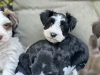 Zara, a female Miniature Schnauzer for sale in Red Boiling Springs, TN – 10 of 10