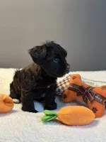 Dahlia, a female Miniature Schnauzer for sale in Red Boiling Springs, TN – 3 of 10