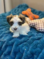Celeste, a female Miniature Schnauzer for sale in Red Boiling Springs, TN – 5 of 10