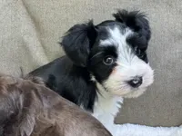 Zara, a female Miniature Schnauzer for sale in Red Boiling Springs, TN – 5 of 10