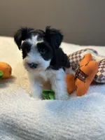 Zara, a female Miniature Schnauzer for sale in Red Boiling Springs, TN – 3 of 10