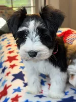 Zara, a female Miniature Schnauzer for sale in Red Boiling Springs, TN – 8 of 9