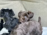 Seraphina, a female Miniature Schnauzer for sale in Red Boiling Springs, TN – 7 of 10