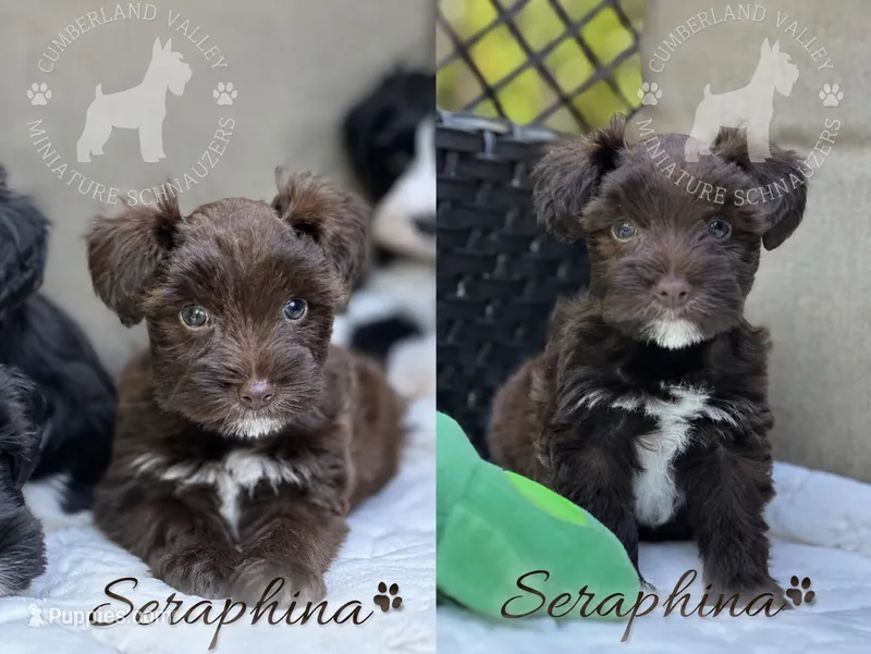 Seraphina – Miniature Schnauzer puppy for sale in Red Boiling Springs, TN