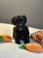 Dahlia, a female Miniature Schnauzer for sale in Red Boiling Springs, TN – 5 of 10
