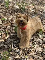 Fiori, a female Miniature Schnauzer for sale in Red Boiling Springs, TN – Photo 5 of 6
