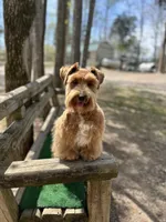 Fiori, a female Miniature Schnauzer for sale in Red Boiling Springs, TN – Photo 2 of 6