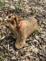 Fiori, a female Miniature Schnauzer for sale in Red Boiling Springs, TN – Photo 6 of 6