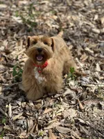 Fiori, a female Miniature Schnauzer for sale in Red Boiling Springs, TN – Photo 3 of 6