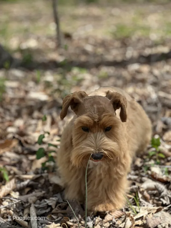 Fiori – Miniature Schnauzer puppy for sale in Red Boiling Springs, TN