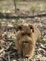 Fiori, a female Miniature Schnauzer for sale in Red Boiling Springs, TN – Photo 1 of 6