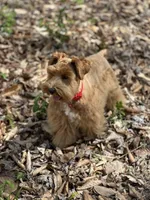 Fiori, a female Miniature Schnauzer for sale in Red Boiling Springs, TN – Photo 4 of 6