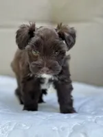 Seraphina, a female Miniature Schnauzer for sale in Red Boiling Springs, TN – 9 of 10