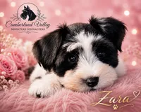 Zara, a female Miniature Schnauzer for sale in Red Boiling Springs, TN – 3 of 9