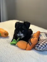 Ebony, a female Miniature Schnauzer for sale in Red Boiling Springs, TN – 6 of 10