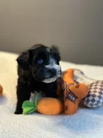 Ebony, a female Miniature Schnauzer for sale in Red Boiling Springs, TN – 2 of 10