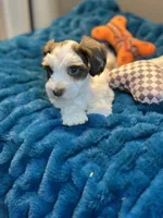 Celeste, a female Miniature Schnauzer for sale in Red Boiling Springs, TN – 3 of 10