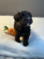Dahlia, a female Miniature Schnauzer for sale in Red Boiling Springs, TN – 2 of 10