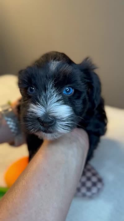 Ebony, a female Miniature Schnauzer for sale in Red Boiling Springs, TN – 10 of 10