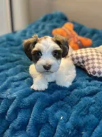 Celeste, a female Miniature Schnauzer for sale in Red Boiling Springs, TN – 9 of 10
