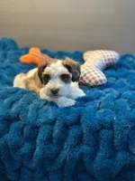 Celeste, a female Miniature Schnauzer for sale in Red Boiling Springs, TN – 2 of 10
