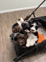 Zara, a female Miniature Schnauzer for sale in Red Boiling Springs, TN – 9 of 9