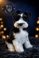 Zara, a female Miniature Schnauzer for sale in Red Boiling Springs, TN – 8 of 10