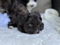 Dahlia, a female Miniature Schnauzer for sale in Red Boiling Springs, TN – 10 of 10